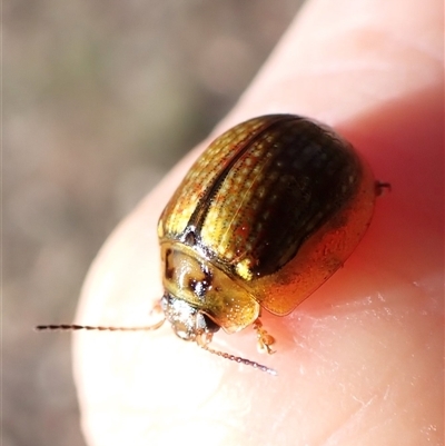 Paropsisterna agricola (Eucalyptus leaf beetle) at Aranda, ACT - 13 Dec 2024 by CathB