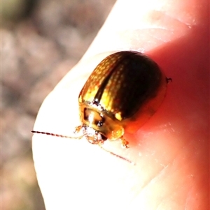 Paropsisterna agricola at Aranda, ACT - 13 Dec 2024 07:55 AM