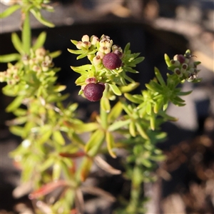 Asperula conferta at Gundaroo, NSW - 13 Dec 2024