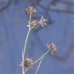 Juncus prismatocarpus (Branching Rush) at Gundaroo, NSW - 12 Dec 2024 by ConBoekel