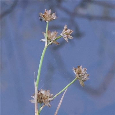 Juncus prismatocarpus (Branching Rush) at Gundaroo, NSW - 13 Dec 2024 by ConBoekel