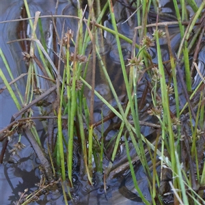 Juncus prismatocarpus at Gundaroo, NSW - 13 Dec 2024 08:42 AM