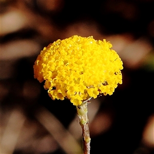 Leptorhynchos squamatus subsp. squamatus (Scaly Buttons) at Gundaroo, NSW by ConBoekel