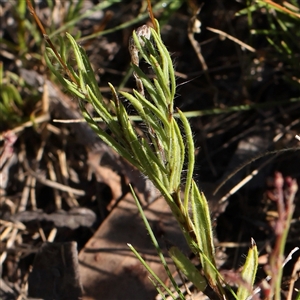 Leptorhynchos squamatus subsp. squamatus at Gundaroo, NSW - 13 Dec 2024 08:44 AM