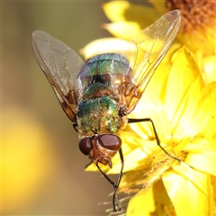 Rutilia (Chrysorutilia) formosa (A Bristle fly) at Gundaroo, NSW - 13 Dec 2024 by ConBoekel