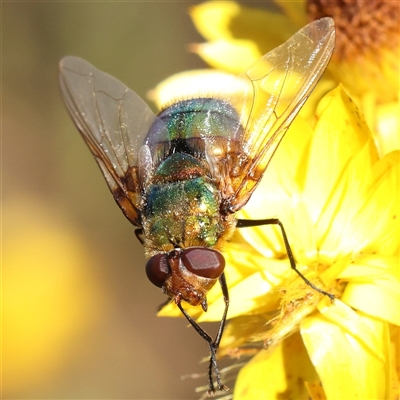 Unidentified Blow fly (Calliphoridae) at Gundaroo, NSW - 12 Dec 2024 by ConBoekel