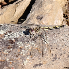 Unidentified Dragonfly (Anisoptera) at Gundaroo, NSW - 12 Dec 2024 by ConBoekel