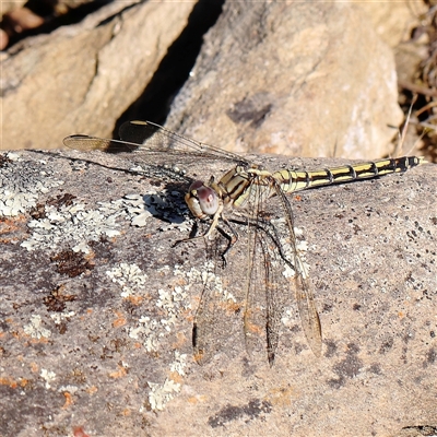 Orthetrum caledonicum (Blue Skimmer) at Gundaroo, NSW - 13 Dec 2024 by ConBoekel
