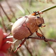 Anoplognathus pallidicollis (Cashew beetle) at Aranda, ACT - 13 Dec 2024 by CathB