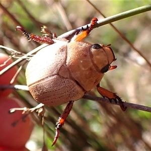 Anoplognathus pallidicollis at Aranda, ACT - 13 Dec 2024