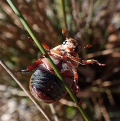 Anoplognathus pallidicollis at Aranda, ACT - 13 Dec 2024