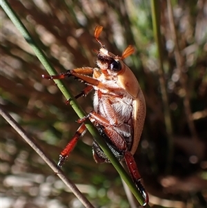 Anoplognathus pallidicollis at Aranda, ACT - 13 Dec 2024 08:20 AM