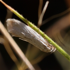 Oecophoridae (family) (Unidentified Oecophorid concealer moth) at Gundaroo, NSW - 13 Dec 2024 by ConBoekel