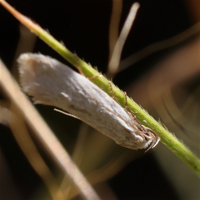 Oecophoridae (family) (Unidentified Oecophorid concealer moth) at Gundaroo, NSW - 13 Dec 2024 by ConBoekel