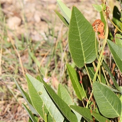 Hardenbergia violacea (False Sarsaparilla) at Gundaroo, NSW - 12 Dec 2024 by ConBoekel