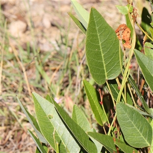 Hardenbergia violacea at Gundaroo, NSW - 13 Dec 2024