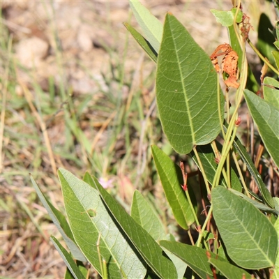 Hardenbergia violacea (False Sarsaparilla) at Gundaroo, NSW - 13 Dec 2024 by ConBoekel