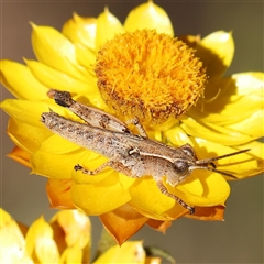 Phaulacridium vittatum (Wingless Grasshopper) at Gundaroo, NSW - 12 Dec 2024 by ConBoekel