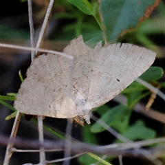 Casbia (genus) (A Geometer moth) at Gundaroo, NSW - 13 Dec 2024 by ConBoekel
