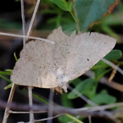 Casbia (genus) (A geometer moth) at Gundaroo, NSW - 12 Dec 2024 by ConBoekel