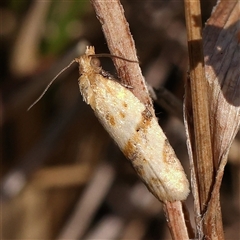 Merophyas divulsana (Lucerne Leafroller) at Gundaroo, NSW - 13 Dec 2024 by ConBoekel