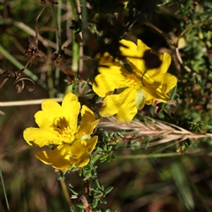 Hibbertia sp. (Guinea Flower) at Gundaroo, NSW - 13 Dec 2024 by ConBoekel