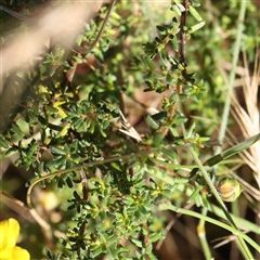 Hibbertia sp. at Gundaroo, NSW - 13 Dec 2024 09:00 AM