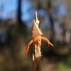 Arkys walckenaeri (Triangle spider) at Aranda, ACT - 13 Dec 2024 by CathB