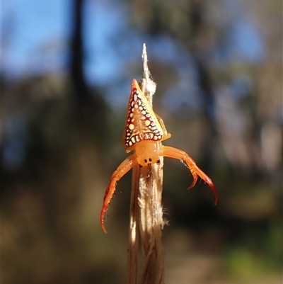 Arkys walckenaeri (Triangle spider) at Aranda, ACT - 13 Dec 2024 by CathB