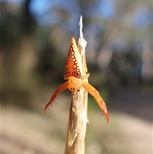 Arkys walckenaeri at Aranda, ACT - 13 Dec 2024 07:52 AM