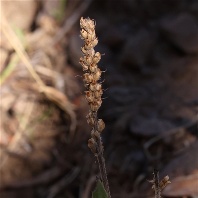 Plantago varia (Native Plaintain) at Gundaroo, NSW - 13 Dec 2024 by ConBoekel