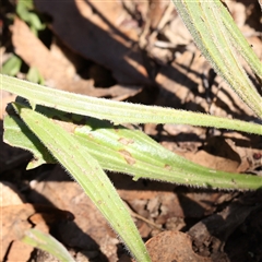 Plantago varia at Gundaroo, NSW - 13 Dec 2024