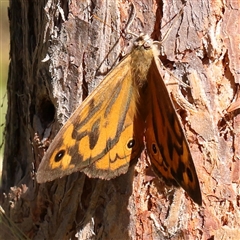 Heteronympha merope (Common Brown Butterfly) at Gundaroo, NSW - 12 Dec 2024 by ConBoekel