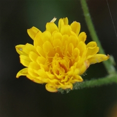 Crepis capillaris (Smooth Hawksbeard) at Gundaroo, NSW - 13 Dec 2024 by ConBoekel