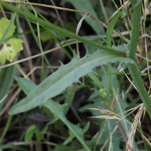 Crepis capillaris at Gundaroo, NSW - 13 Dec 2024