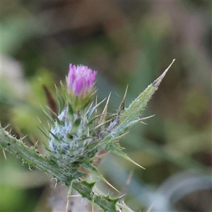 Cirsium vulgare at Gundaroo, NSW by ConBoekel