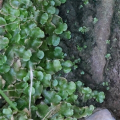 Marchantia sp. (genus) at Gundaroo, NSW - 13 Dec 2024 by ConBoekel