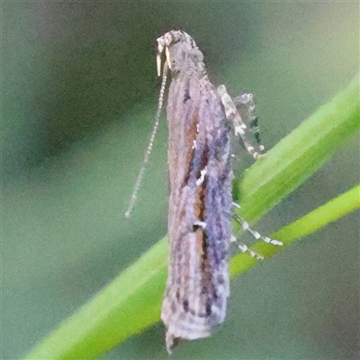 Gelechioidea (superfamily) at Gundaroo, NSW - 12 Dec 2024 by ConBoekel