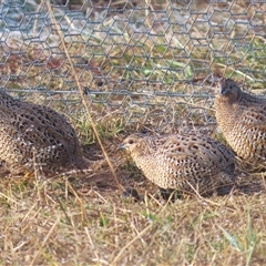 Synoicus ypsilophorus (Brown Quail) at Throsby, ACT - 24 Jun 2024 by TCosta