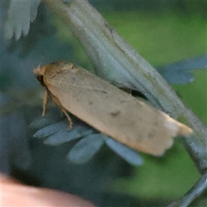 Oecophoridae (family) (Unidentified Oecophorid concealer moth) at Gundaroo, NSW by ConBoekel