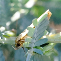 Oecophoridae (family) at Gundaroo, NSW - 13 Dec 2024 09:16 AM