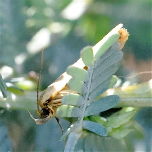 Oecophoridae (family) at Gundaroo, NSW - 13 Dec 2024 09:16 AM