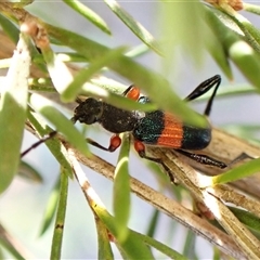 Obrida fascialis (One banded longicorn) at Aranda, ACT - 12 Dec 2024 by CathB