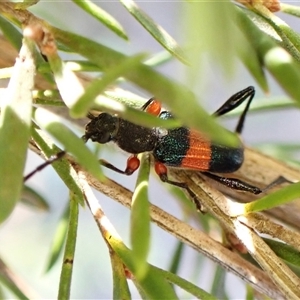 Obrida fascialis (One banded longicorn) at Aranda, ACT by CathB