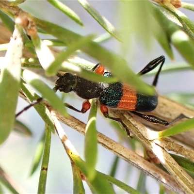 Obrida fascialis (One banded longicorn) at Aranda, ACT - 13 Dec 2024 by CathB