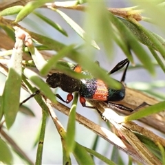 Obrida fascialis at Aranda, ACT - 13 Dec 2024