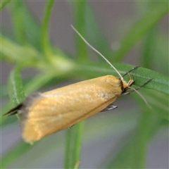 Parergophela melirrhoa (Chezela Group) at Gundaroo, NSW - 13 Dec 2024 by ConBoekel