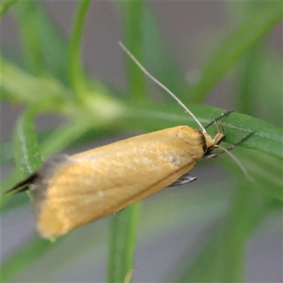 Unidentified Moth (Lepidoptera) at Gundaroo, NSW - 12 Dec 2024 by ConBoekel