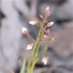 Grona varians (Slender Tick-Trefoil) at Gundaroo, NSW - 13 Dec 2024 by ConBoekel