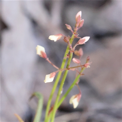 Grona varians (Slender Tick-Trefoil) at Gundaroo, NSW - 13 Dec 2024 by ConBoekel